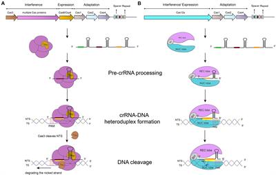 Types I and V <mark class="highlighted">Anti-CRISPR</mark> Proteins: From Phage Defense to Eukaryotic Synthetic Gene Circuits